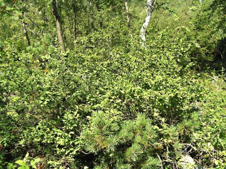 Lonicera nigra (Black-berried honeysuckle) - just above the upper forest limit, in the zone of dwarf dwarf pine