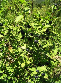 Lonicera nigra (Black-berried honeysuckle)