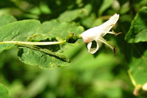 Lonicera nigra (Black-berried honeysuckle)