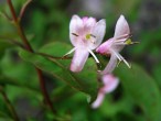 Lonicera nigra (Black-berried honeysuckle)