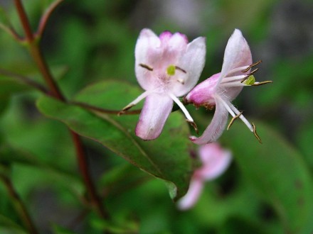 Lonicera nigra (Black-berried honeysuckle)