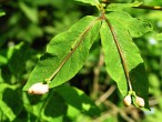 Lonicera nigra (Black-berried honeysuckle)