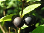 Lonicera nigra (Black-berried honeysuckle)