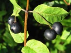 Lonicera nigra (Black-berried honeysuckle)