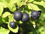 Lonicera nigra (Black-berried honeysuckle)