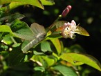 Lonicera nigra (Black-berried honeysuckle)
