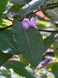 Lonicera nigra (Black-berried honeysuckle)