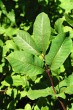 Lonicera nigra (Black-berried honeysuckle) - twig with leaves (upper side)