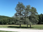 Alnus glutinosa (Sticky alder) - Cibajky, Slovakia