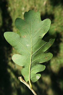 Quercus pedunculiflora (Gray oak) - underside