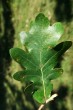 Quercus pedunculiflora (Gray oak) - upper side