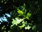 Quercus pedunculiflora (Gray oak) - twig with leaves