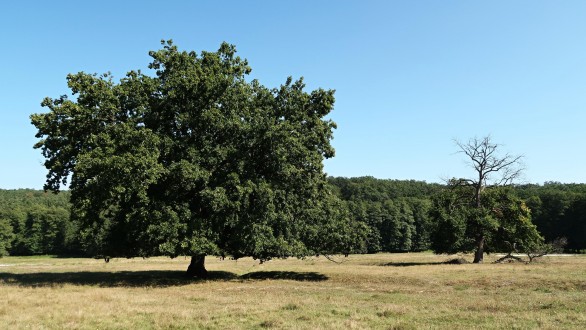 Quercus pedunculiflora (Gray oak) - Cibajky in Ponitrie, Slovakia