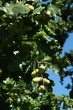 Quercus pedunculiflora (Gray oak)