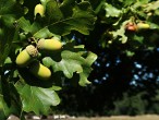 Quercus pedunculiflora (Gray oak)