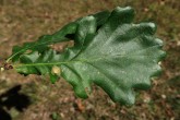 Quercus pedunculiflora (Gray oak) - upper side