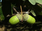 Quercus pedunculiflora (Gray oak)