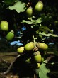 Quercus pedunculiflora (Gray oak)