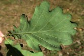 Quercus pedunculiflora (Gray oak) - underside