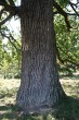 Quercus pedunculiflora (Gray oak) - bork