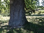 Quercus pedunculiflora (Gray oak) - bork