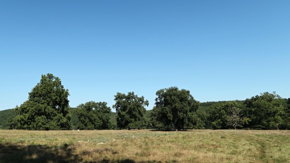 Quercus pedunculiflora (Gray oak) - as a landscape-forming element (Cibajky in Ponitrie, Slovakia)