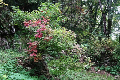 Viburnum opulus (Guelder-rose) - castle cliff of Muráň Castle