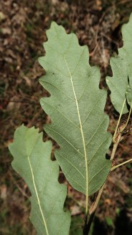 Quercus cerris (Austrian oak) - underside