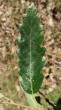 Quercus cerris (Austrian oak) - upper side