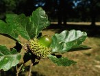 Quercus cerris (Austrian oak)