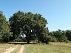 Quercus cerris (Austrian oak) - Cibajky, Slovakia (9/2020)