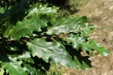 Quercus cerris (Austrian oak) - twig with leaves