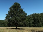 Quercus cerris (Austrian oak) - Cibajky, Slovakia (9/2020)