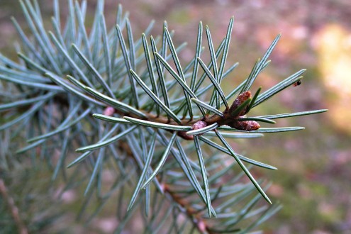 Picea breweriana (California spruce) - underside of needles