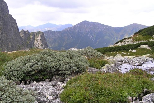Salix helvetica (Swiss willow) - High Tatras (8/2007)