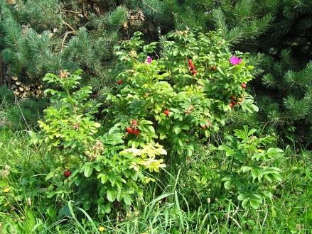 Rosa rugosa (Rugosa rose, Japanese rose) - a shrub decorative with flowers and fruits