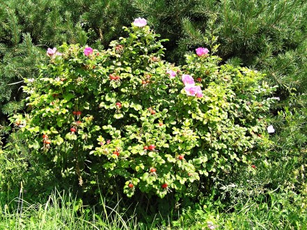 Rosa rugosa (Rugosa rose, Japanese rose)