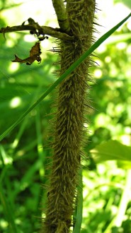 Rosa rugosa (Rugosa rose, Japanese rose) - annual shoot