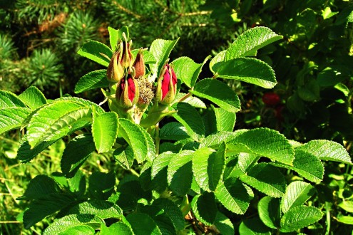 Rosa rugosa (Rugosa rose, Japanese rose)