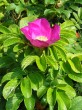 Rosa rugosa (Rugosa rose, Japanese rose)