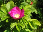 Rosa rugosa (Rugosa rose, Japanese rose)