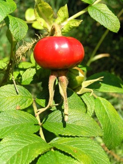 Rosa rugosa (Rugosa rose, Japanese rose)