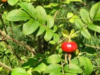 Rosa rugosa (Rugosa rose, Japanese rose)