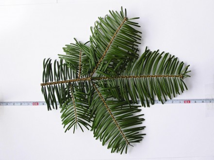 Abies grandis - upper side of the needles