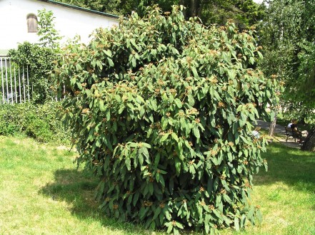 Viburnum rhytidophyllum (Leatherleaf viburnum)