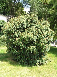 Viburnum rhytidophyllum (Leatherleaf viburnum)