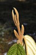 Viburnum rhytidophyllum (Leatherleaf viburnum) - leaf buds