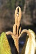 Viburnum rhytidophyllum (Leatherleaf viburnum) - leaf buds