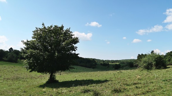 Acer campestre (Field maple) - Silická planina (8/2020)