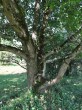 Acer campestre (Field maple) - bork